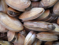 [ẢNH] Top những động vật sống 