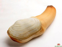 [ẢNH] Top những động vật sống 