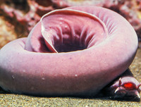 [ẢNH] Những sinh vật 