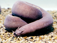 [ẢNH] Những sinh vật 