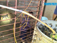 Cận cảnh căn hầm bí mật trong đường dây trộm 100 tấn chó ở Thanh Hóa