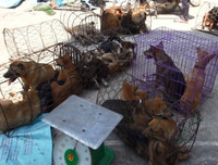 Cận cảnh căn hầm bí mật trong đường dây trộm 100 tấn chó ở Thanh Hóa