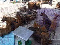 Cận cảnh căn hầm bí mật trong đường dây trộm 100 tấn chó ở Thanh Hóa