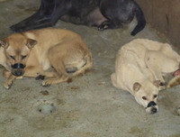 Cận cảnh căn hầm bí mật trong đường dây trộm 100 tấn chó ở Thanh Hóa