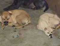 Cận cảnh căn hầm bí mật trong đường dây trộm 100 tấn chó ở Thanh Hóa