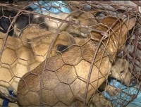 Cận cảnh căn hầm bí mật trong đường dây trộm 100 tấn chó ở Thanh Hóa