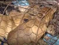 Cận cảnh căn hầm bí mật trong đường dây trộm 100 tấn chó ở Thanh Hóa