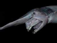 [ẢNH] Sửng sốt với hình ảnh những loài động vật kỳ lạ nhất hành tinh