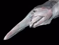 [ẢNH] Sửng sốt với hình ảnh những loài động vật kỳ lạ nhất hành tinh