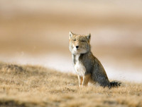 [ẢNH] Sửng sốt với hình ảnh những loài động vật kỳ lạ nhất hành tinh