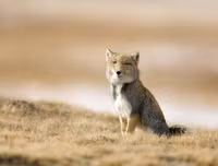 [ẢNH] Sửng sốt với hình ảnh những loài động vật kỳ lạ nhất hành tinh