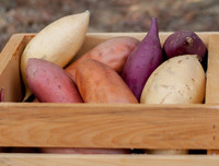 [ẢNH] Những sai lầm cực nguy hiểm khi ăn khoai lang cần tránh