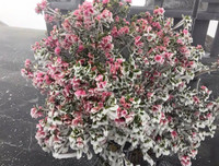 [Ảnh] Đỉnh Fansipan đẹp ngỡ ngàng giữa trời tuyết trắng