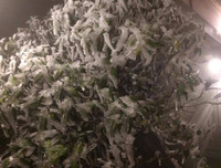 [Ảnh] Đỉnh Fansipan đẹp ngỡ ngàng giữa trời tuyết trắng