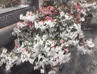 [Ảnh] Đỉnh Fansipan đẹp ngỡ ngàng giữa trời tuyết trắng