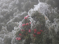 [Ảnh] Đỉnh Fansipan đẹp ngỡ ngàng giữa trời tuyết trắng