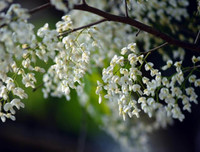 [ẢNH] Hà Nội đẹp đến nao lòng trong sắc trắng hoa sưa