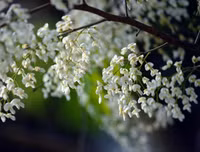 [ẢNH] Hà Nội đẹp đến nao lòng trong sắc trắng hoa sưa