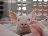 [ẢNH] Những ảnh hưởng từ việc giá thịt lợn tăng cao kỷ lục