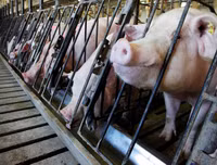 [ẢNH] Những ảnh hưởng từ việc giá thịt lợn tăng cao kỷ lục