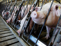 [ẢNH] Những ảnh hưởng từ việc giá thịt lợn tăng cao kỷ lục