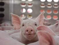 [ẢNH] Những ảnh hưởng từ việc giá thịt lợn tăng cao kỷ lục