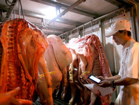 [ẢNH] Những ảnh hưởng từ việc giá thịt lợn tăng cao kỷ lục