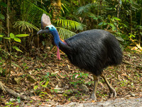 [ẢNH] Cận cảnh những loài chim nguy hiểm nhất thế giới