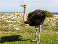 [ẢNH] Cận cảnh những loài chim nguy hiểm nhất thế giới