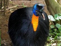 [ẢNH] Cận cảnh những loài chim nguy hiểm nhất thế giới