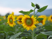 [ẢNH] Mọi miền đất nước bước vào mùa hoa tháng 3 đẹp mê hồn