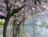 [ẢNH] Mọi miền đất nước bước vào mùa hoa tháng 3 đẹp mê hồn