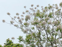 [ẢNH] Mọi miền đất nước bước vào mùa hoa tháng 3 đẹp mê hồn