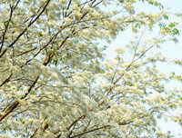 [ẢNH] Mọi miền đất nước bước vào mùa hoa tháng 3 đẹp mê hồn