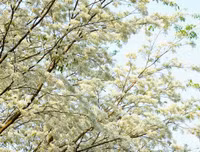 [ẢNH] Mọi miền đất nước bước vào mùa hoa tháng 3 đẹp mê hồn
