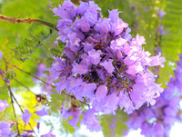 [ẢNH] Mọi miền đất nước bước vào mùa hoa tháng 3 đẹp mê hồn