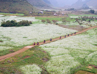 [ẢNH] Mọi miền đất nước bước vào mùa hoa tháng 3 đẹp mê hồn