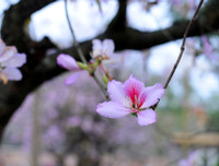 [ẢNH] Mọi miền đất nước bước vào mùa hoa tháng 3 đẹp mê hồn