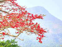 [ẢNH] Mọi miền đất nước bước vào mùa hoa tháng 3 đẹp mê hồn