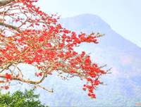 [ẢNH] Mọi miền đất nước bước vào mùa hoa tháng 3 đẹp mê hồn