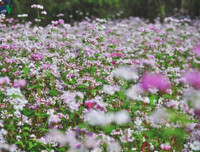 [ẢNH] Mọi miền đất nước bước vào mùa hoa tháng 3 đẹp mê hồn