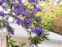 [ẢNH] Mọi miền đất nước bước vào mùa hoa tháng 3 đẹp mê hồn