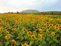 [ẢNH] Mọi miền đất nước bước vào mùa hoa tháng 3 đẹp mê hồn