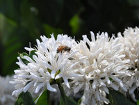 [ẢNH] Mọi miền đất nước bước vào mùa hoa tháng 3 đẹp mê hồn