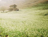 [ẢNH] Mọi miền đất nước bước vào mùa hoa tháng 3 đẹp mê hồn