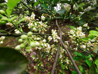 [ẢNH] Mọi miền đất nước bước vào mùa hoa tháng 3 đẹp mê hồn