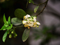 [ẢNH] Mọi miền đất nước bước vào mùa hoa tháng 3 đẹp mê hồn