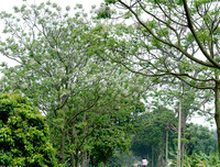 [ẢNH] Mọi miền đất nước bước vào mùa hoa tháng 3 đẹp mê hồn