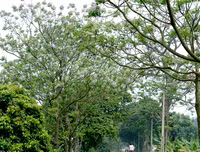 [ẢNH] Mọi miền đất nước bước vào mùa hoa tháng 3 đẹp mê hồn