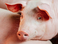 [ẢNH] Top 8 loài động vật sở hữu trí thông minh 